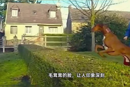 我先说个绝望的，区宠水平不够，20年后还只能在电子厂